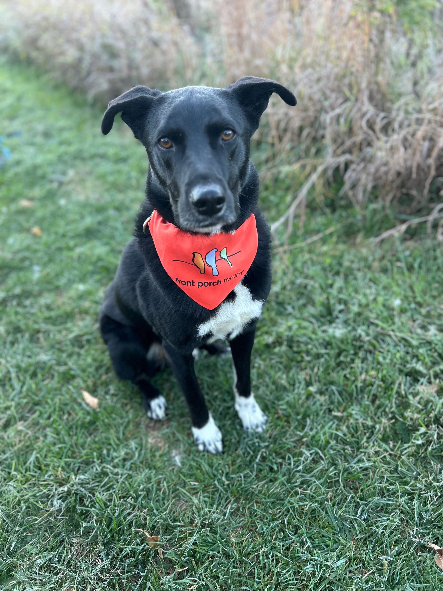 (Just in for hiking season!) Pet bandana collar