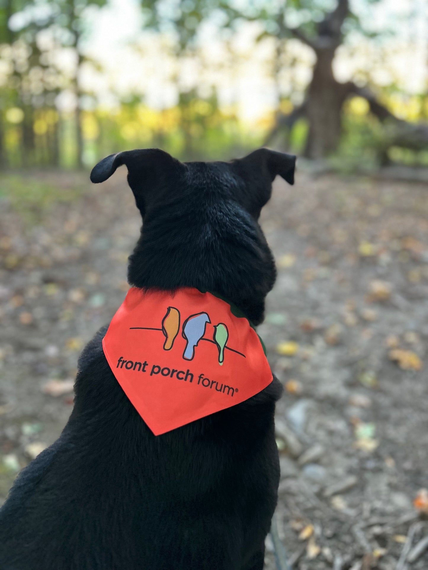(Just in for hiking season!) Pet bandana collar